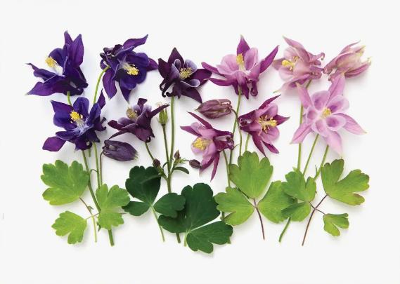 Greeting Card - Botanical, Columbine Flowers