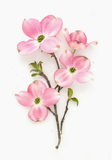 Greeting Card - Botanical, Pink Dogwood