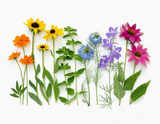 Greeting Card - Botanical, Rainbow with Coneflower