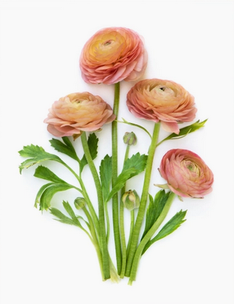 Greeting Card - Botanical, Ranunculus