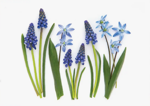 Greeting Card - Botanical, Blue Spring Flowers