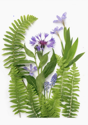 Greeting Card - Botanical, Ferns and Blue Flowers