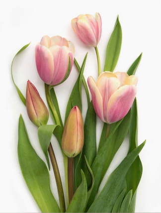 Greeting Card - Botanical, Pink Tulips